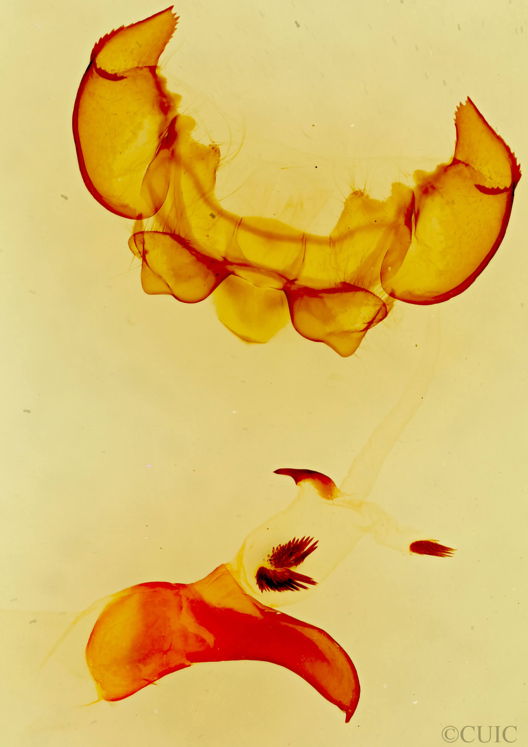 genitalia view of adult Phyllodesma americana