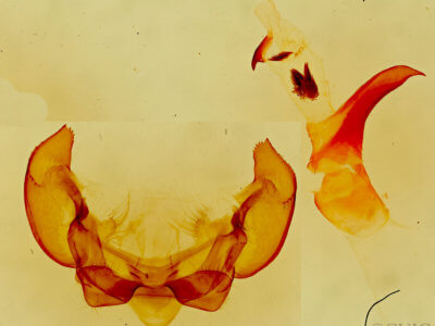 genitalia view of adult Phyllodesma americana