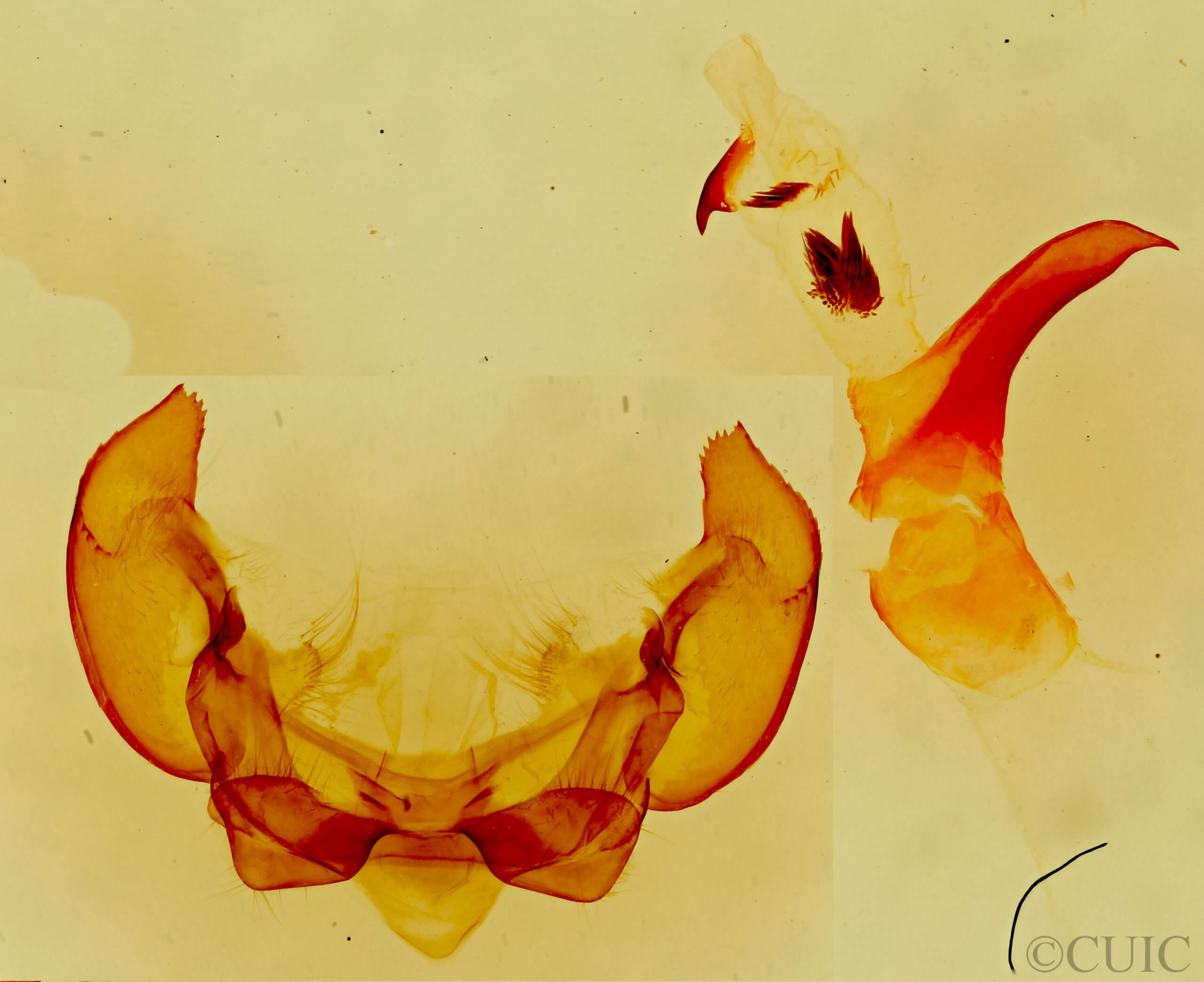genitalia view of adult Phyllodesma americana