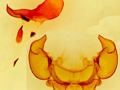 genitalia view of adult Phyllodesma occidentis