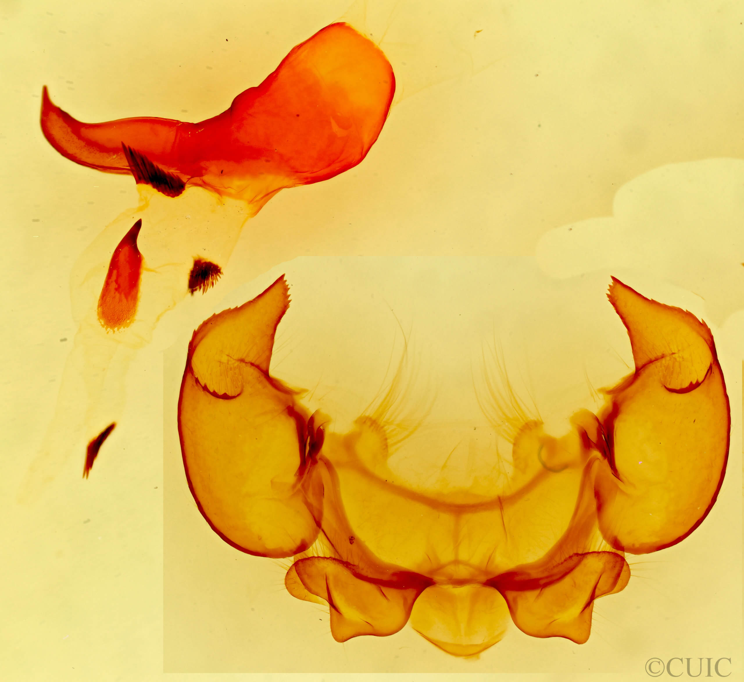 genitalia view of adult Phyllodesma occidentis