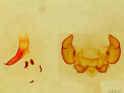 genitalia view of adult Phyllodesma  coturnix