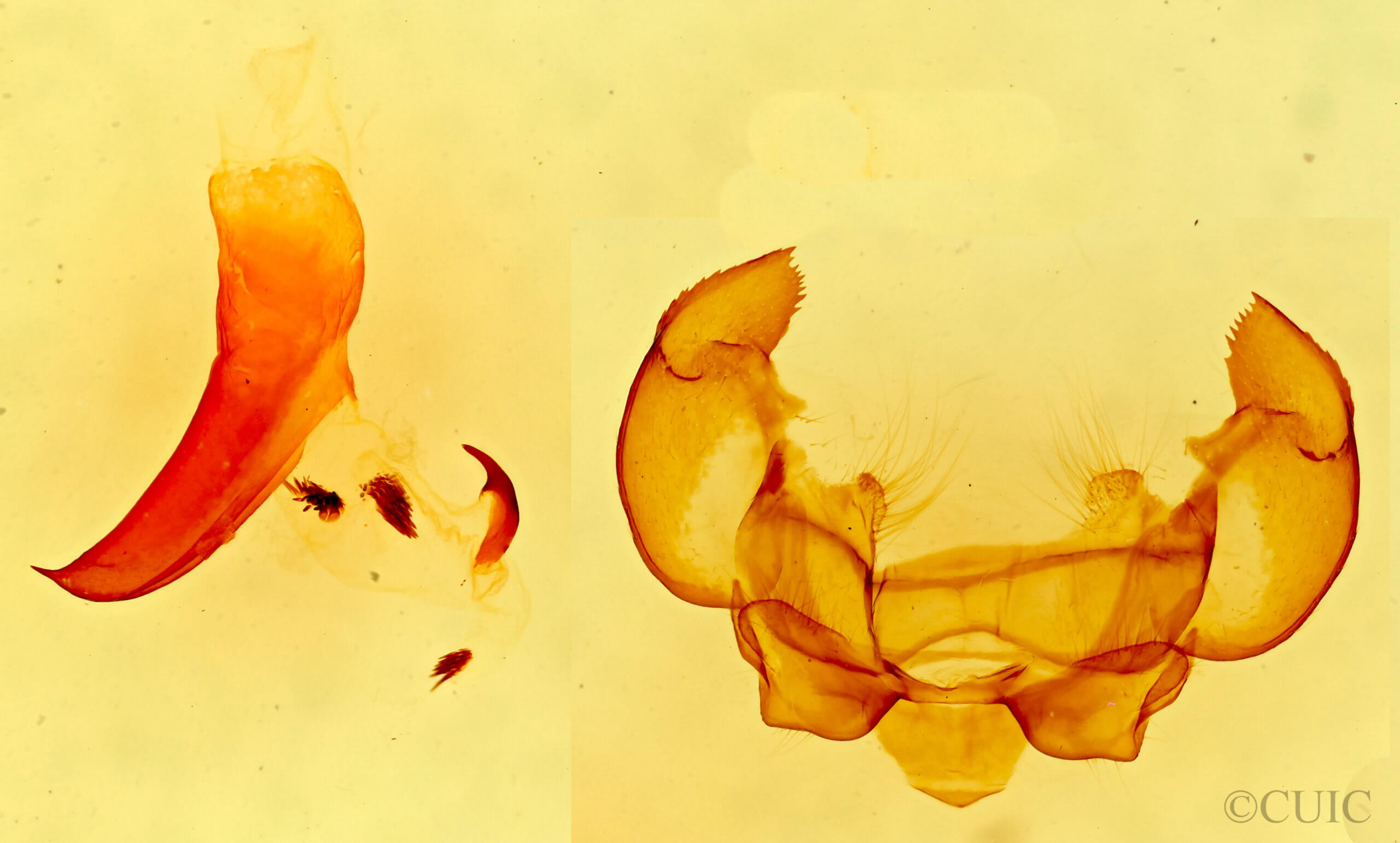 genitalia view of adult Phyllodesma americana
