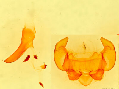 genitalia view of adult Phyllodesma americana