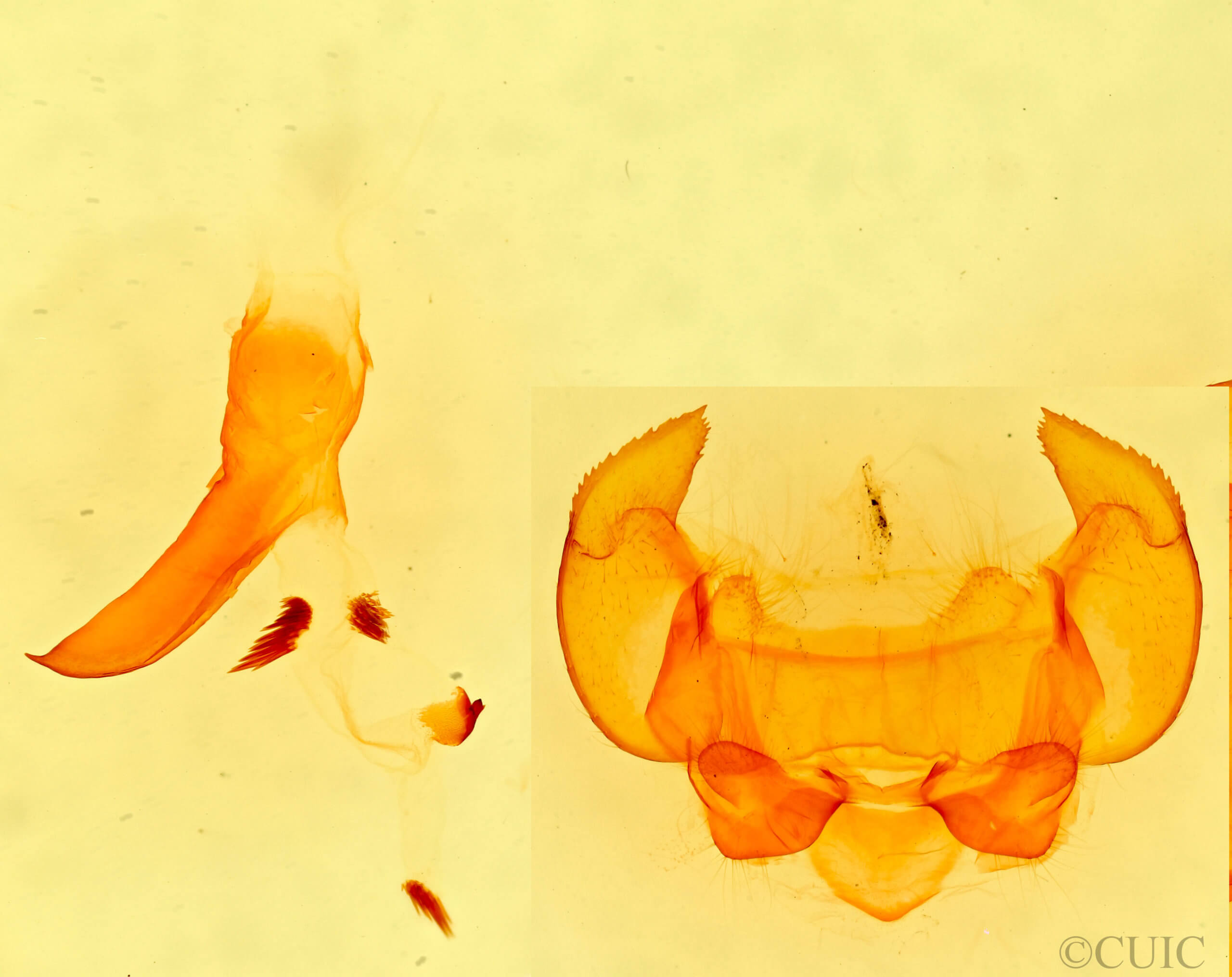 genitalia view of adult Phyllodesma americana