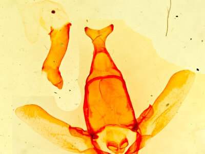 genitalia view of adult Apatelodes torrefacta