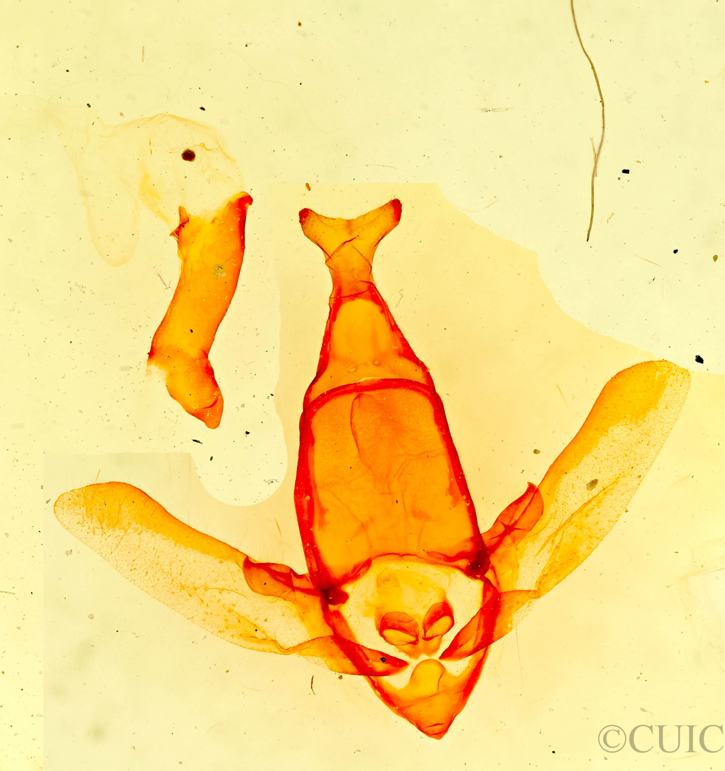 genitalia view of adult Apatelodes torrefacta