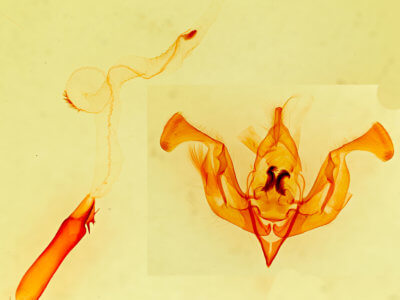 genitalia view of adult Lacinipolia acutipennis