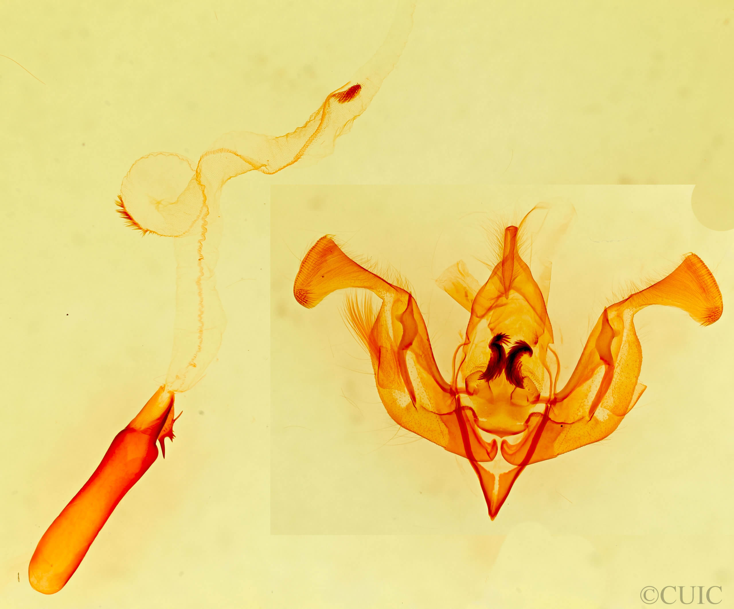 genitalia view of adult Lacinipolia acutipennis