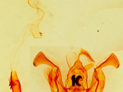 genitalia view of adult Lacinipolia acutipennis