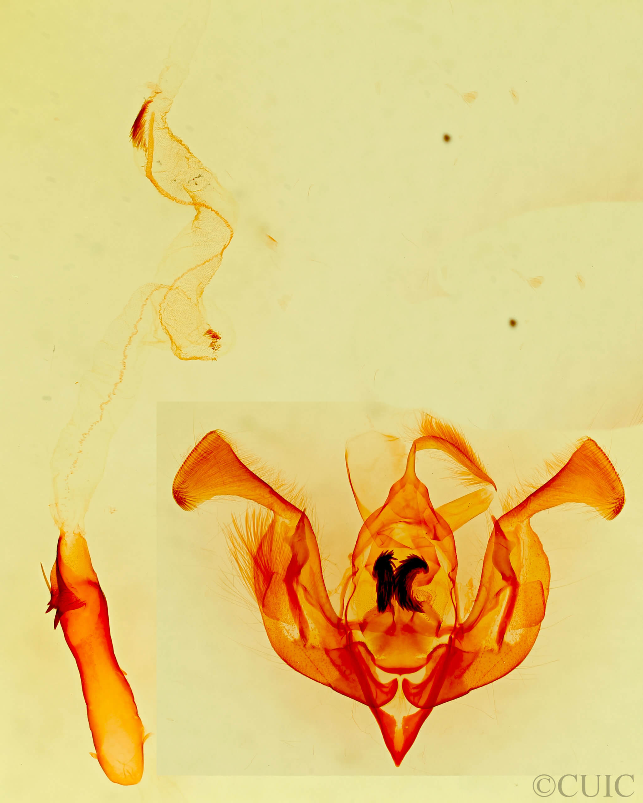 genitalia view of adult Lacinipolia acutipennis