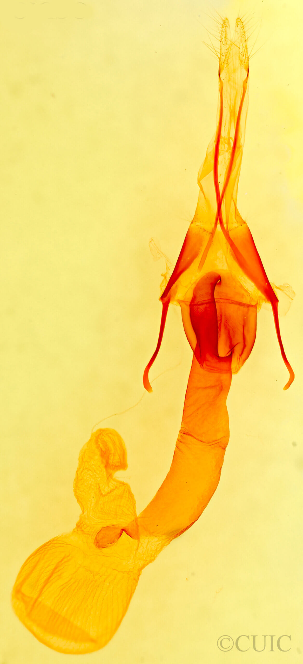 genitalia view of adult Lacinipolia acutipennis