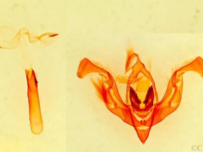 genitalia view of adult Lacinipolia sareta