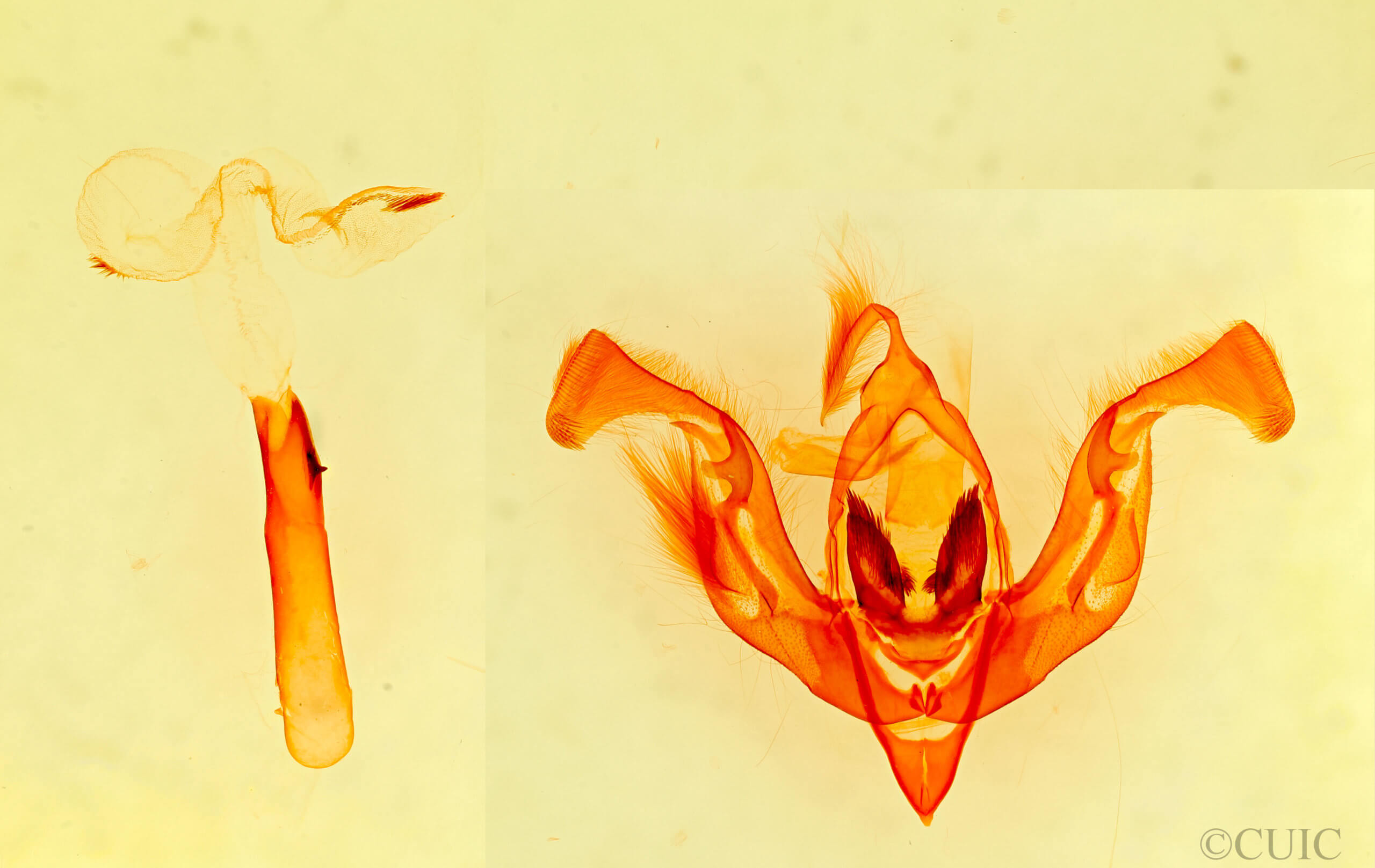 genitalia view of adult Lacinipolia sareta