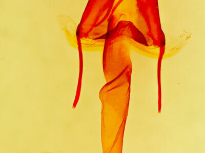 genitalia view of adult Lacinipolia sareta