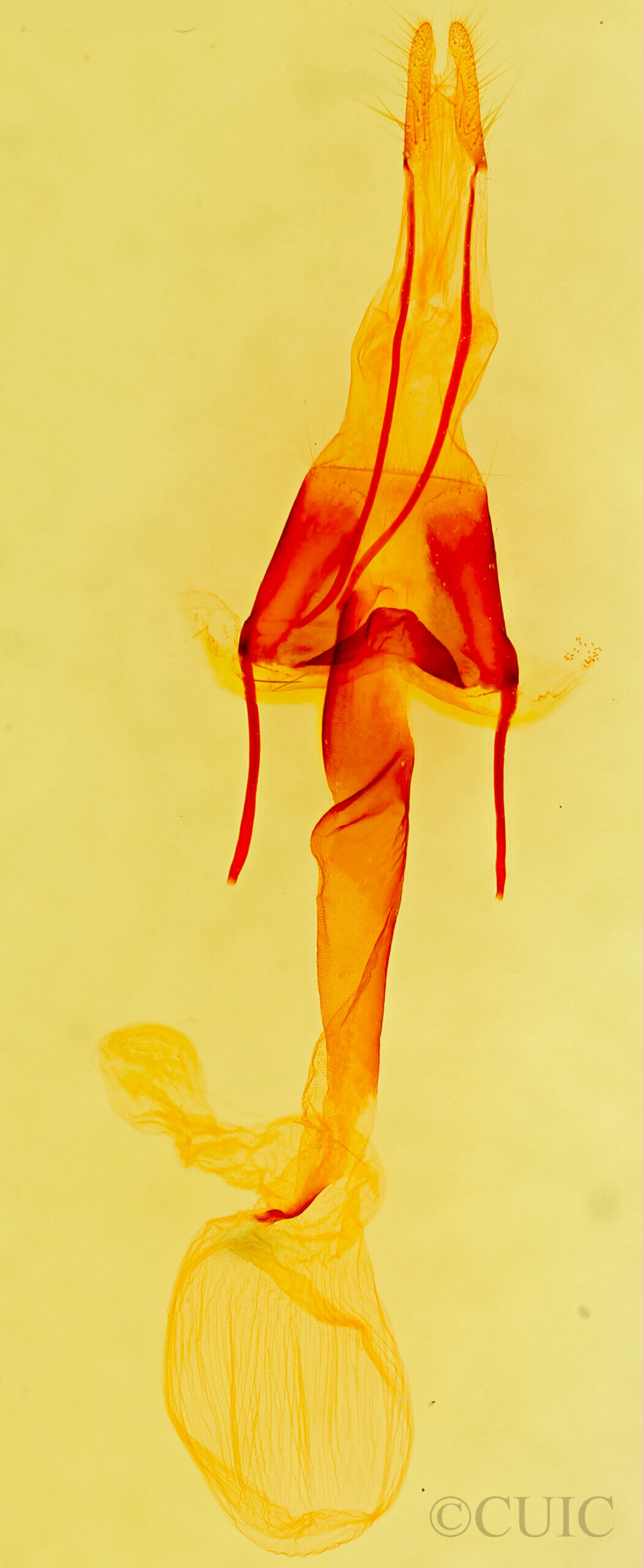 genitalia view of adult Lacinipolia sareta