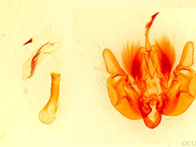 genitalia view of adult Leucania anteroclara