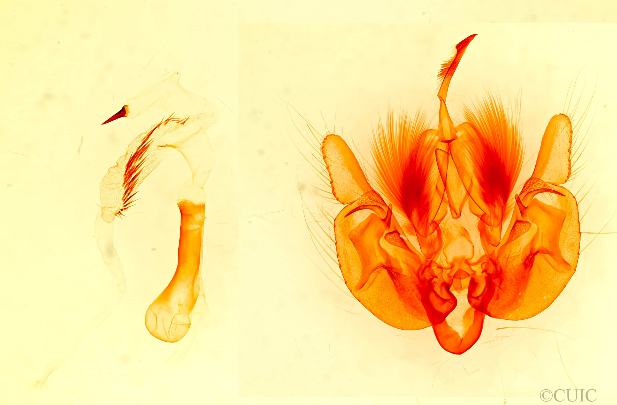 genitalia view of adult Leucania anteroclara