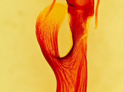 genitalia view of adult Leucania anteroclara