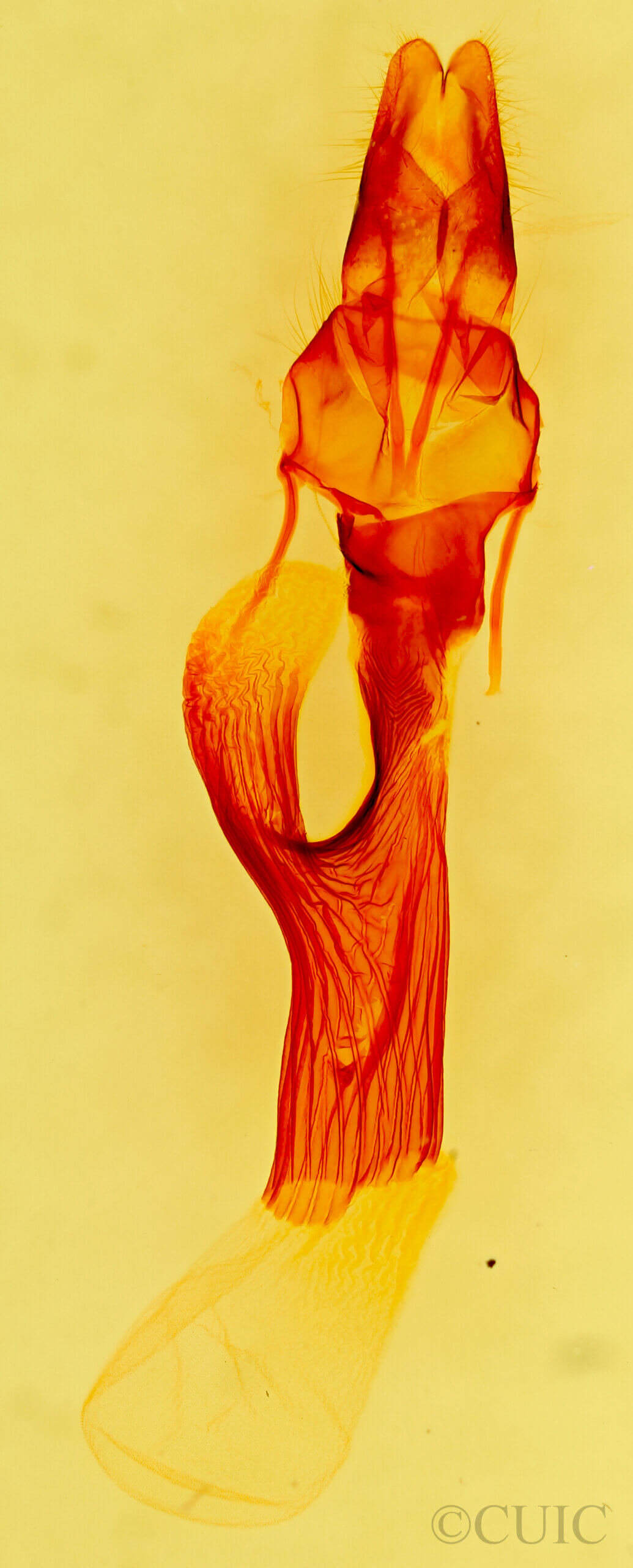 genitalia view of adult Leucania anteroclara