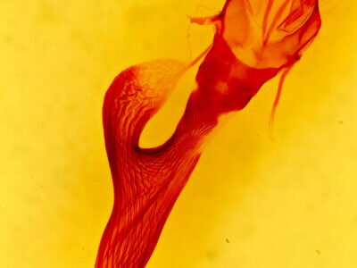 genitalia view of adult Leucania anteroclara