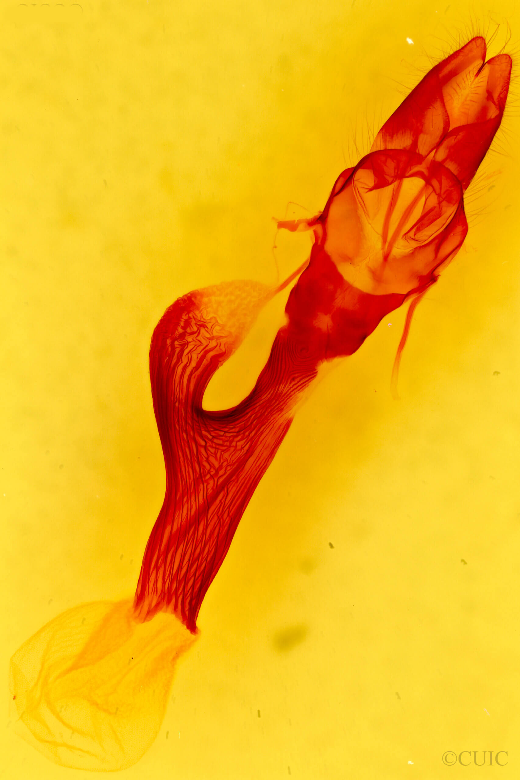 genitalia view of adult Leucania anteroclara