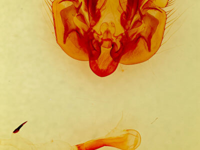 genitalia view of adult Leucania  multilinea