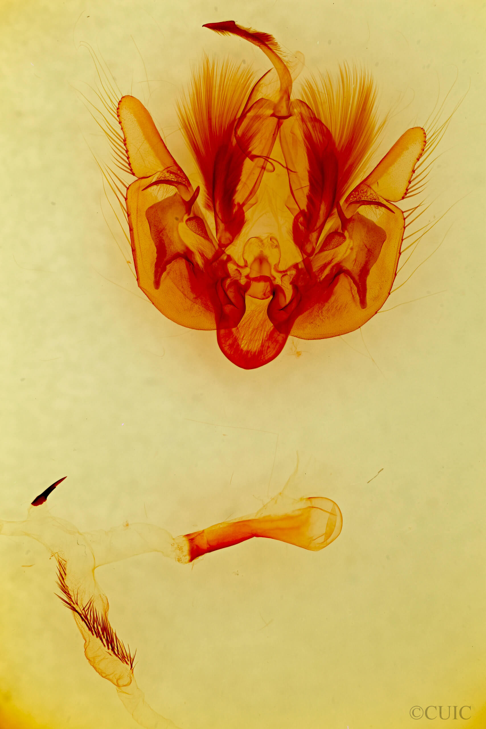 genitalia view of adult Leucania  multilinea