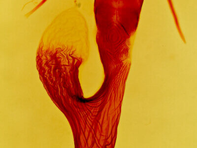 genitalia view of adult Leucania multilinea