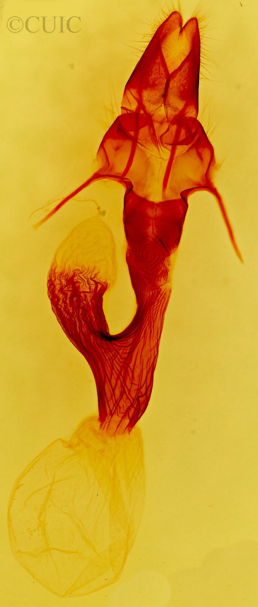 genitalia view of adult Leucania multilinea