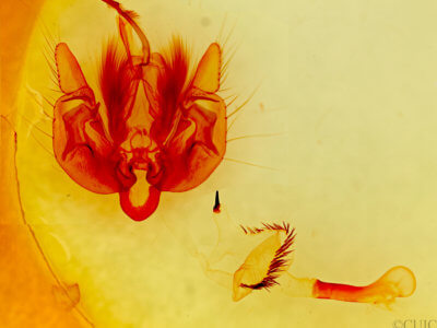 genitalia view of adult Leucania anteroclara