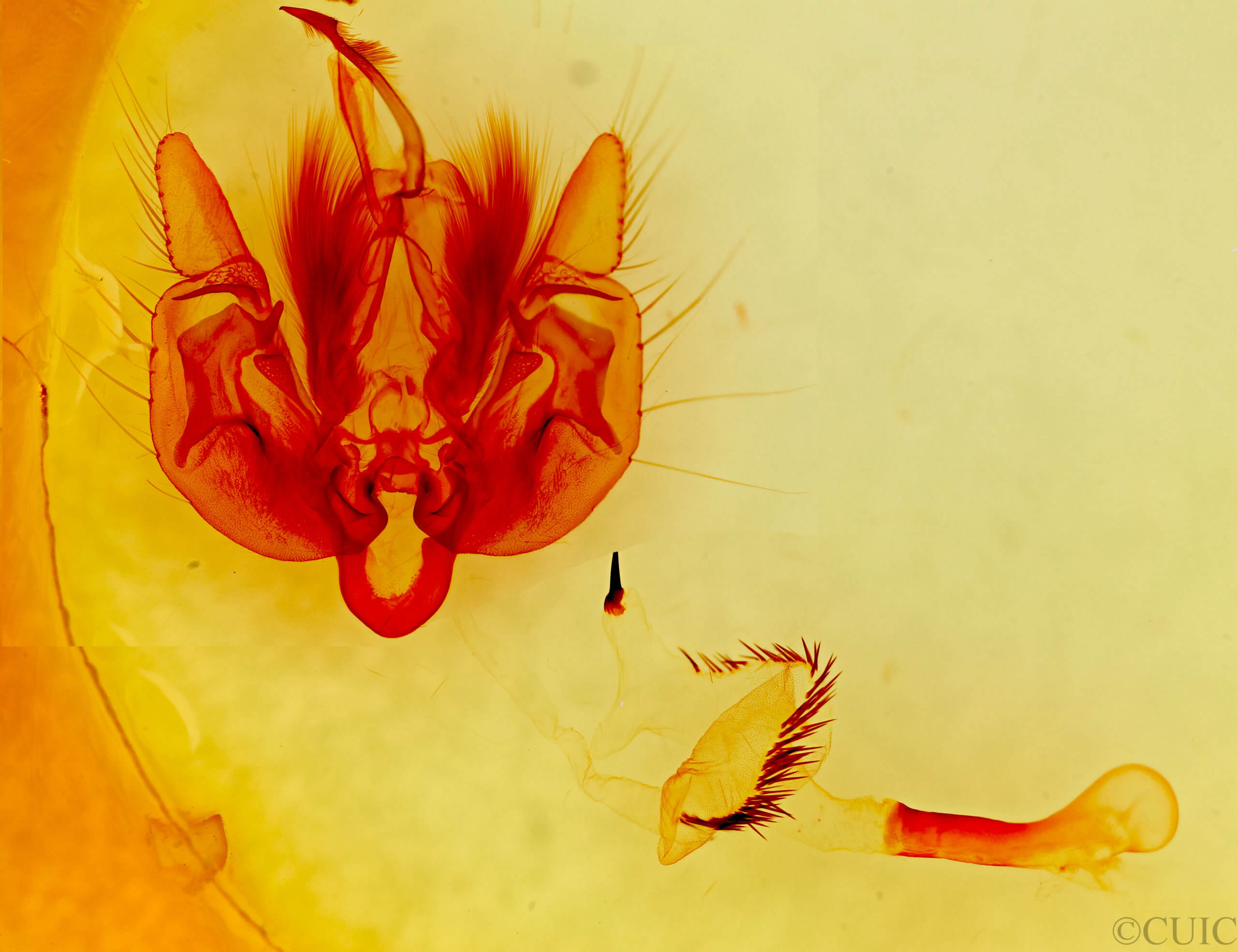 genitalia view of adult Leucania anteroclara