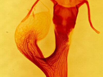 genitalia view of adult Leucania anteroclara