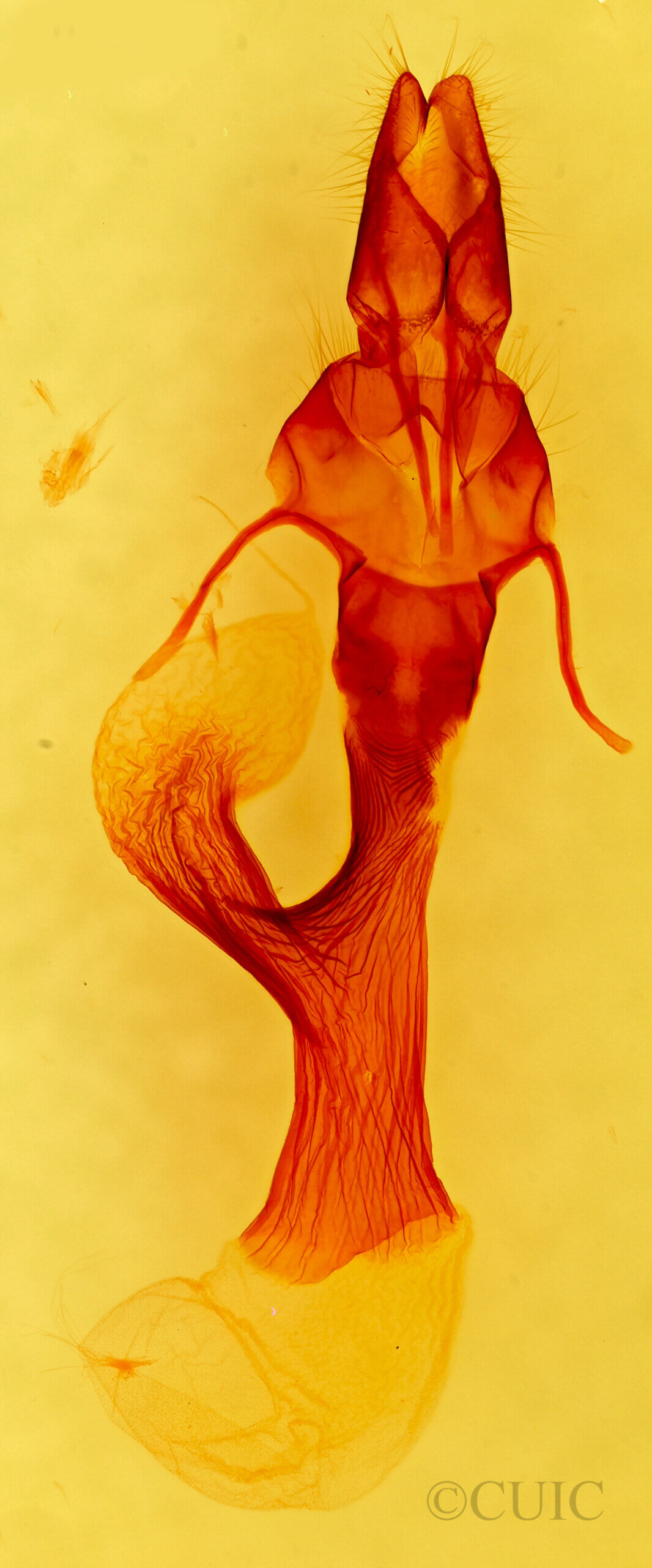 genitalia view of adult Leucania anteroclara