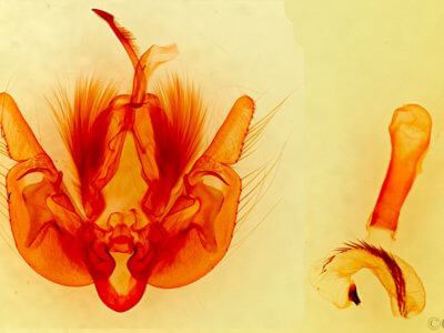 genitalia view of adult Leucania farcta