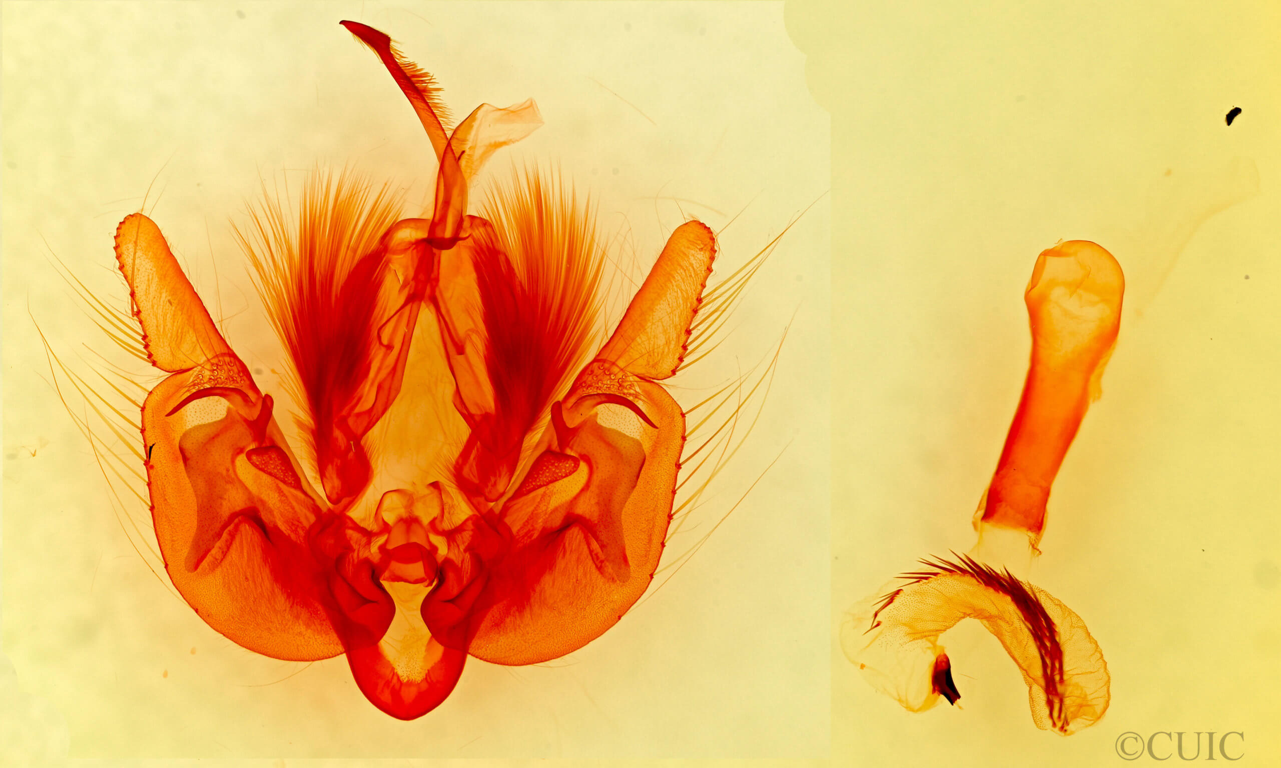 genitalia view of adult Leucania farcta