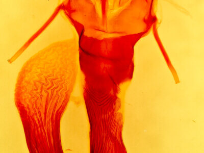 genitalia view of adult Leucania farcta