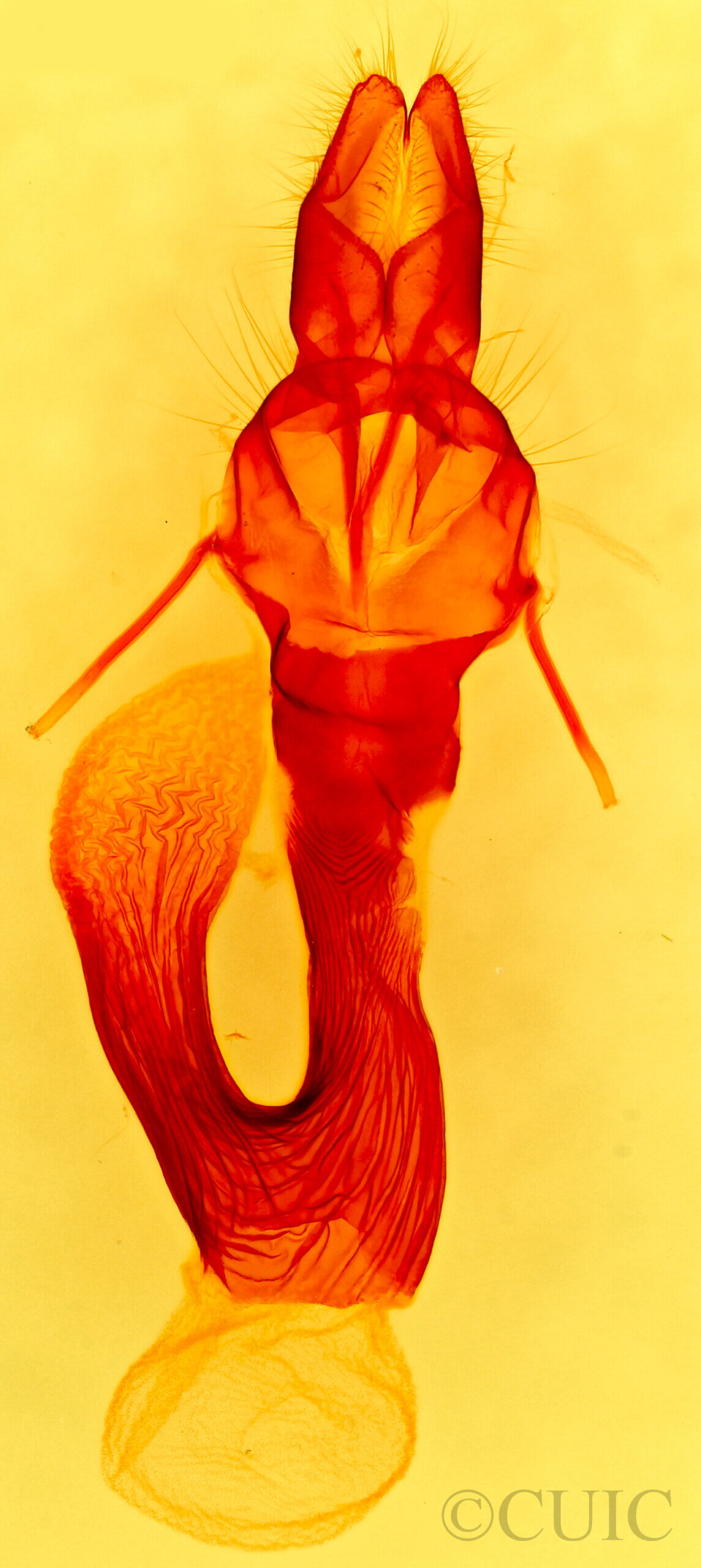 genitalia view of adult Leucania farcta