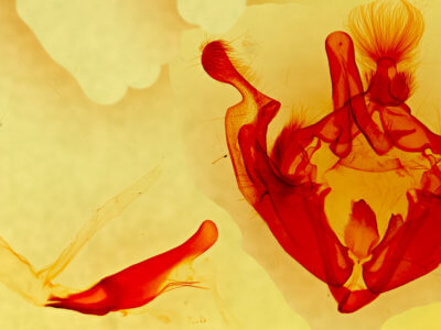 genitalia view of adult Anarta trifolii