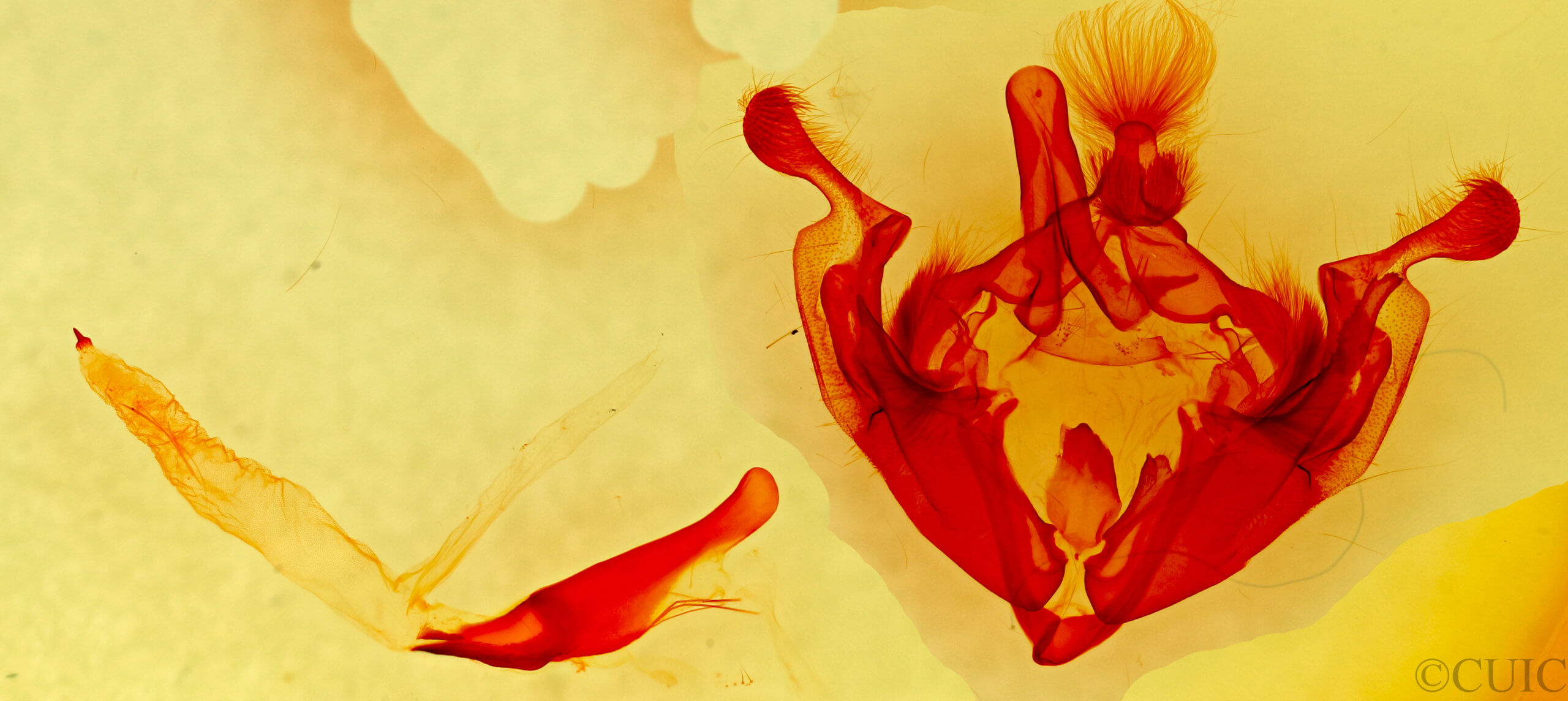 genitalia view of adult Anarta trifolii