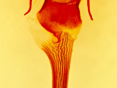 genitalia view of adult Anarta trifolii