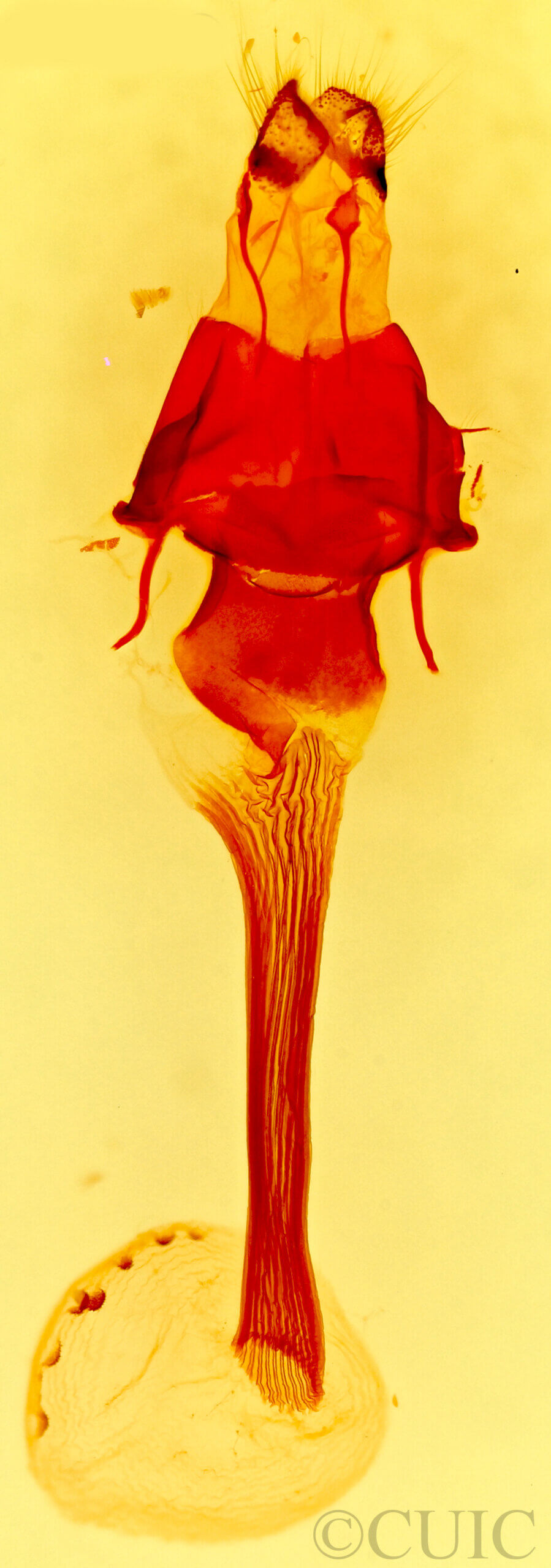 genitalia view of adult Anarta trifolii