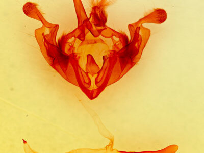 genitalia view of adult Anarta trifolii