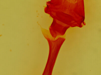 genitalia view of adult Anarta trifolii