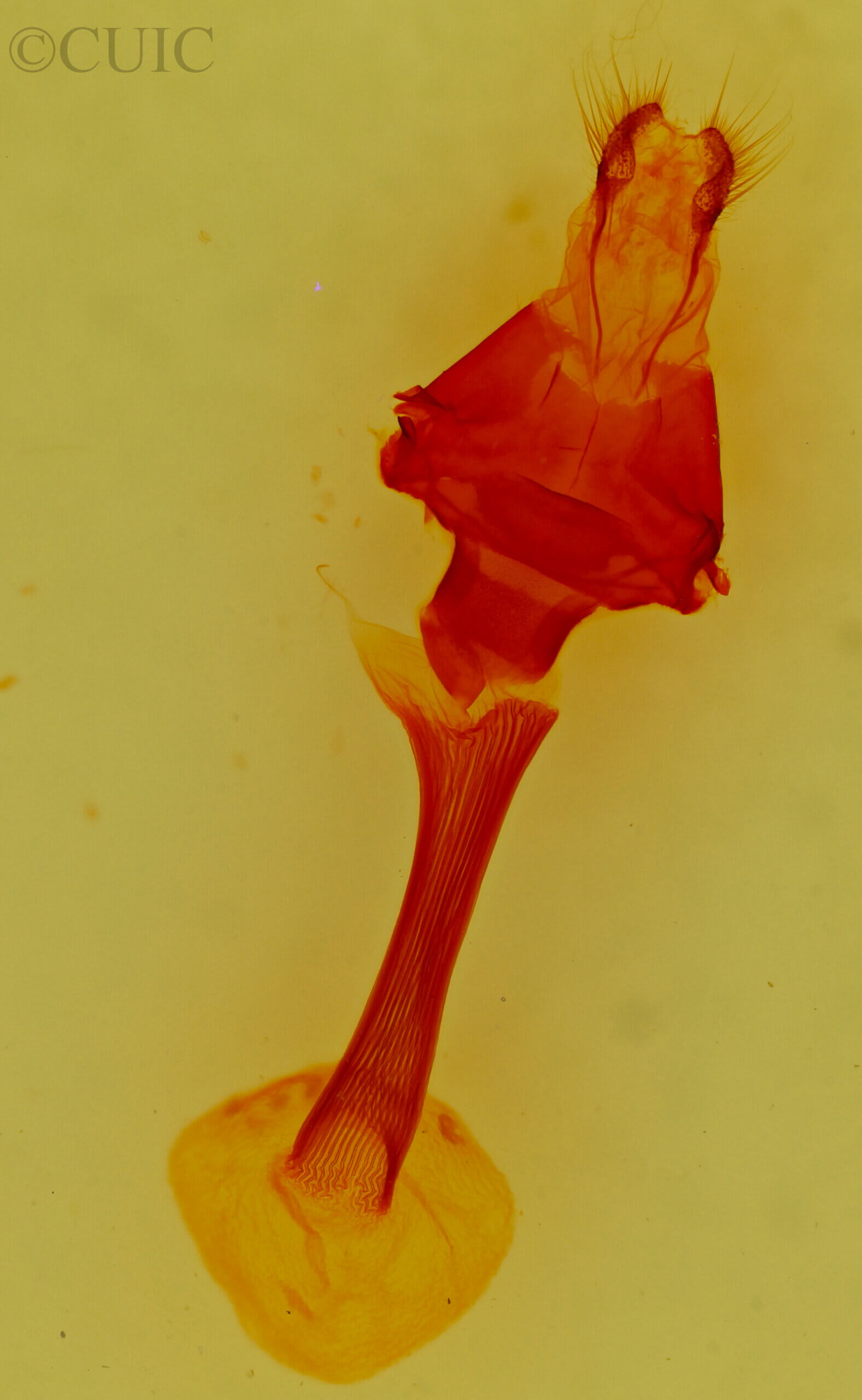 genitalia view of adult Anarta trifolii