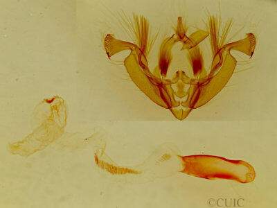 genitalia view of adult Hypotrix spinosa