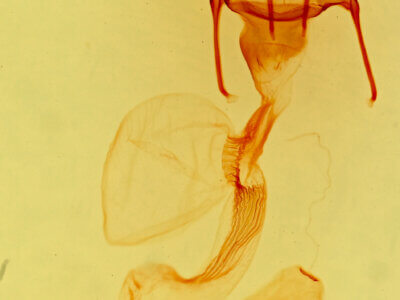 genitalia view of adult Hypotrix spinosa