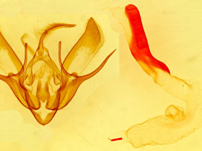 genitalia view of adult Euxoa stygialis