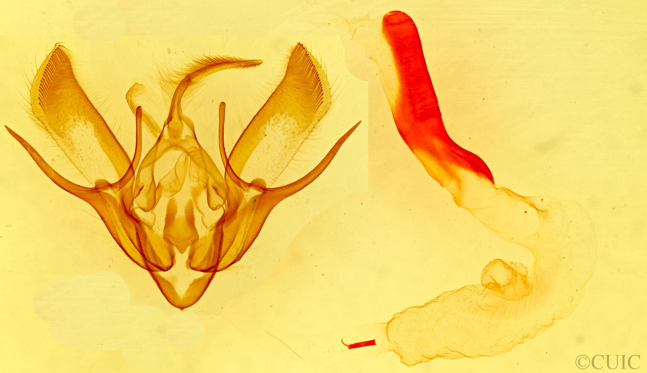 genitalia view of adult Euxoa stygialis