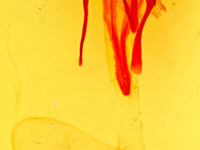 genitalia view of adult Euxoa stygialis